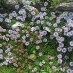 Globularia repensОблик