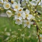 Prunus padusFiore