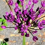 Allium giganteum Otro