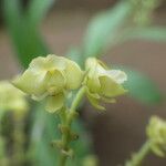 Polystachya odorata Flower