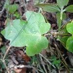 Acer × bornmuelleri Deilen