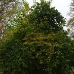 Halesia diptera Habitat
