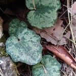 Cyclamen balearicum Leaf