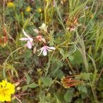 Erodium laciniatum Habitat