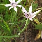 Geropogon hybridus Flor