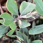 Arctostaphylos columbiana ᱥᱟᱠᱟᱢ