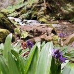 Tractema lilio-hyacinthus Blüte