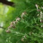 Melica nutans Flower