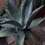 Agave asperrima Leaf