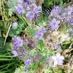 Phacelia tanacetifoliaЦвят