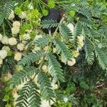 Vachellia drepanolobium Fulla