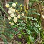 Acacia terminalis Fiore