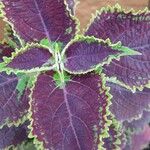 Coleus scutellarioides Leht