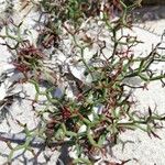 Limonium articulatum Blatt