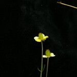 Ranunculus brotherusii
