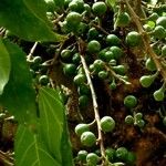 Ficus sur Fruto