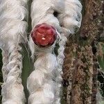 Pilosocereus leucocephalus Flower