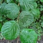 Corylus cornutaLeaf