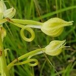 Habenaria helicoplectrum Květ