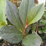 Costus guanaiensis Feuille