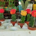 Gymnocalycium mihanovichii花