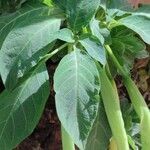Brugmansia versicolor ഇല