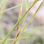 Aristida adscensionis Bark