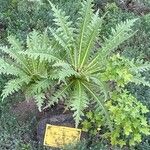 Sonchus canariensis Blatt