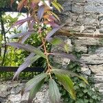 Forsythia viridissima Leaf