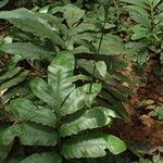 Bolbitis auriculata Leaf