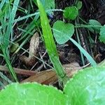 Rumex obtusifolius Likasa