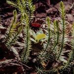 Lycopodium annotinum Habitat