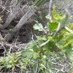 Searsia tripartita Leaf