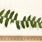 Asplenium cirrhatum Other