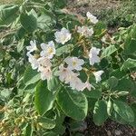 Cordia boissieri 花