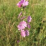 Malva moschataFlower