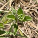 Barleria acanthoides Лист