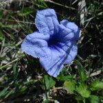 Ruellia tuberosa Flower