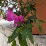 Rhododendron simsii Fuelha