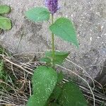 Agastache rugosa عادت داشتن