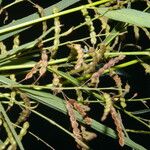 Desmodium angustifolium Fruit