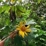 Tithonia diversifolia Fiore