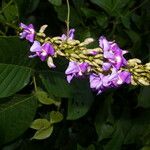 Macropsychanthus comosus Flower