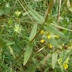 Rhinanthus major Leaf