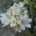 Armeria ruscinonensis Flower