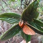 Coronanthera squamata Folha