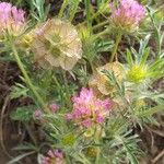 Lomelosia stellata Mbuma