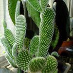 Opuntia microdasys Агульны выгляд