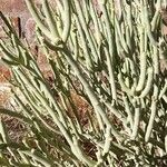 Euphorbia tirucalli Folio