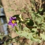Solanum incanum Blüte